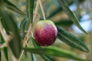 Olive leaf biomass